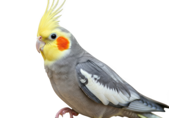 Cockatiel bird isolated on transparent background