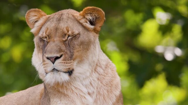 Lioness Resting in Sunlight at Berlin Zoo Enclosure