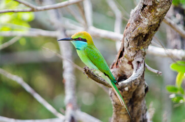Green Bee eater bird on a branch at Yala National Park, Sri Lanka