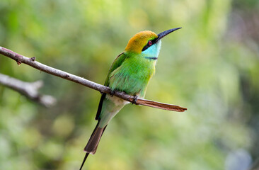 Green Bee eater bird on a branch at Yala National Park, Sri Lanka