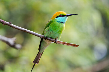 Green Bee eater bird on a branch at Yala National Park, Sri Lanka
