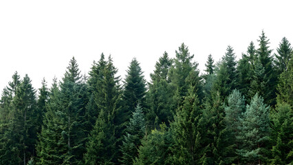 Dense evergreen forest of tall trees under a clear sky.