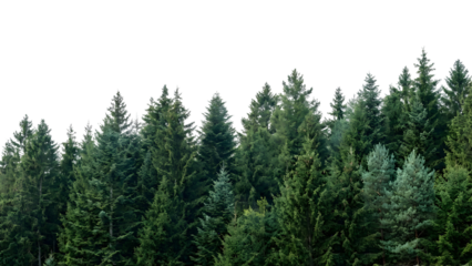 Dense evergreen forest of tall trees under a clear sky.