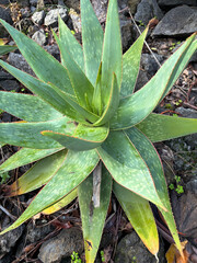 Aloe maculata ( Aloe saponaria), also known as the soap aloe or zebra aloe, in the Asphodelaceae family