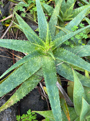 Aloe maculata ( Aloe saponaria), also known as the soap aloe or zebra aloe, in the Asphodelaceae family