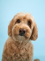 A Labradoodle with curly fur looks to the side, with a neutral expression, set against a light blue background.