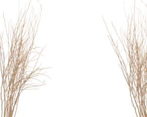 Ear of Paddy Rice grain fly in mid air. Yellow Golden Ear of Paddy Rice falling scatter, explosion float in shape form line group. White background isolated