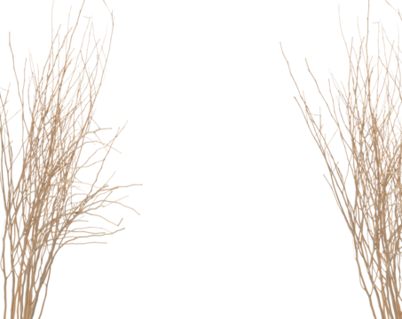 Ear of Paddy Rice grain fly in mid air. Yellow Golden Ear of Paddy Rice falling scatter, explosion float in shape form line group. White background isolated