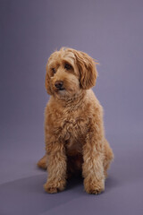 A Labradoodle with curly fur sits calmly, looking ahead with a neutral expression, set against a purple background.
