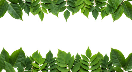 Fresh green leaves frame creating a natural border, perfect for eco-friendly designs and nature-inspired projects, adding organic beauty and vibrant appeal