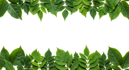 Fresh green leaves frame creating a natural border, perfect for eco-friendly designs and nature-inspired projects, adding organic beauty and vibrant appeal