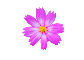 Fototapeta premium Pink flowers on a white background