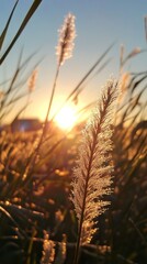 Fluffy grass seed heads at sunset