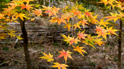 秋色に染まった紅葉