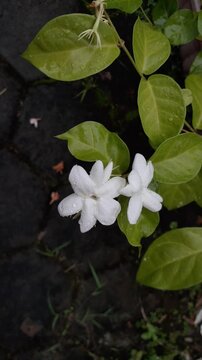 Beautiful white jasmine flowers blooming in the garden. Also known as Jasminum, melati, melur, yasmin.