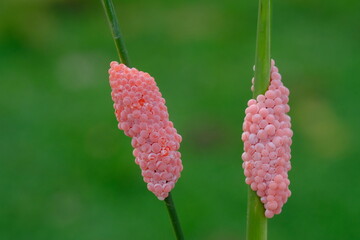Field snail eggs (golden apple snails) are pink egg masses that are an important pest for rice farmers because they can damage young plants. © Ika