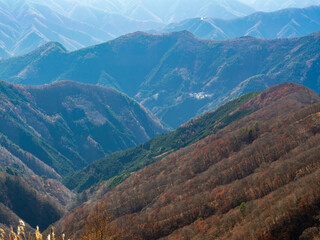 奥多摩の樹林帯