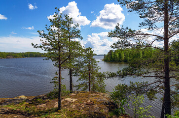 A landscape with a pond and a forest
