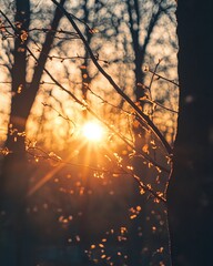 Golden sunlight streams through bare branches of trees