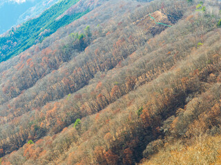 晩秋の奥多摩の石尾根の樹林帯