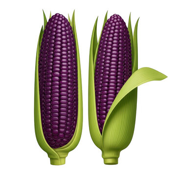 Two vibrant purple corn cobs stand tall, their kernels glistening, isolated on transparent background, a testament to natures artistry