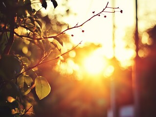 Golden sunset through leaves and branches
