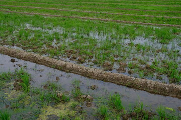 rice fields overgrown with wild grass and weeds. post-harvest rice fields.