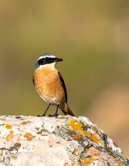 Perched songbird on a weathered rock, brown and black feathers