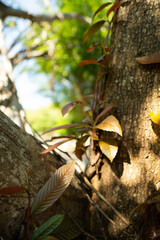 A collection of green leaf and tree canopy shots captured in a natural park environment. Soft sunlight, organic textures, and vibrant greenery create a calming background suitable for nature themes an
