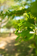 A collection of green leaf and tree canopy shots captured in a natural park environment. Soft sunlight, organic textures, and vibrant greenery create a calming background suitable for nature themes an