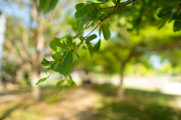 Obraz premium A collection of green leaf and tree canopy shots captured in a natural park environment. Soft sunlight, organic textures, and vibrant greenery create a calming background suitable for nature themes an