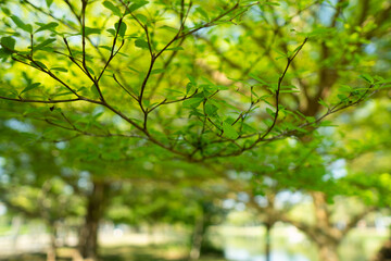 A collection of green leaf and tree canopy shots captured in a natural park environment. Soft sunlight, organic textures, and vibrant greenery create a calming background suitable for nature themes an