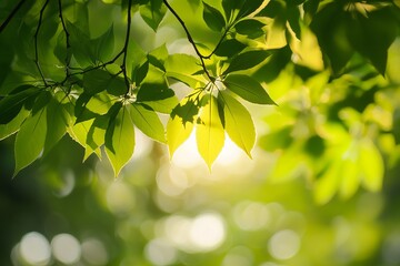 Obraz premium Lush green leaves bathed in sunlight