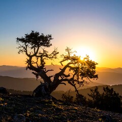 Silhouette of a tree against vibrant sunrise over rolling hills