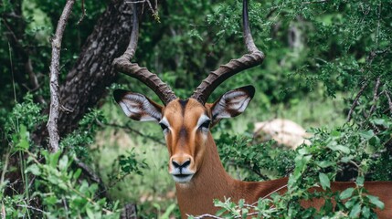 Naklejka premium A majestic antelope peers from lush green foliage, showcasing its impressive horns