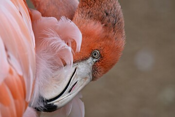 American Flamingo with a dark orange plumage and curved down large hooked bill with a black tip.