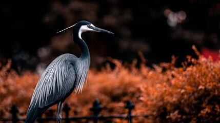 A regal bird stands tall with elegant features against a backdrop of deep reddish foliage