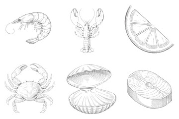Hand drawn sea food set Collection illustration. Lobster, shrimp, crab and fish. Sketch in vintage style for sea food restaurant menu design. Eps 10