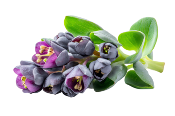 Beautiful cluster of unique flowers with purple and grey hues against a white isolated background.