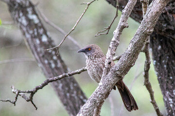 South African birds - arrow-marked babbler