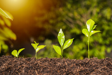 Young Green Seedlings Growing in Soil with Sunlight Symbolizing Nature Growth, Sustainability, Development and Future Life