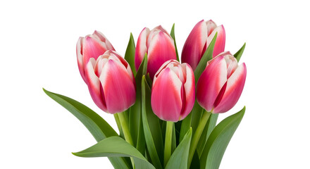 Obraz premium Fresh pink and white tulip bouquet, vibrant spring blossoms cut out
