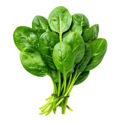 Fresh bunch of spinach with vibrant green leaves on a white isolated background.