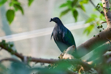 A Nicobar pigeon on a bark in an aviary.