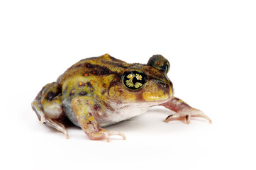 Fototapeta premium Couch's spadefoot toad // Südlicher Schaufelfuß (Scaphiopus couchii) 