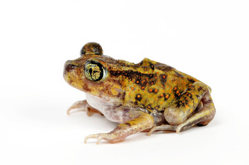Couch's spadefoot toad // Südlicher Schaufelfuß (Scaphiopus couchii) 
