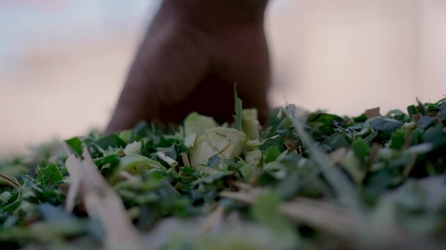 Close-up of chopped green fodder being prepared for livestock in a rural village in Punjab India.