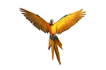 Colorful flying Blue and Gold Macaw parrot isolated on transparent background png file