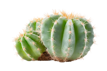 Pair of vibrant green cacti with distinctive spines on a white isolated background.