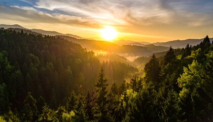Scenic panorama of a lush green forest bathed in golden sunrise